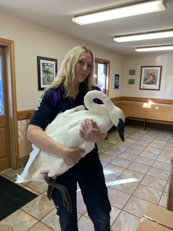This Graceful Swan Was Saved From Delivery Route