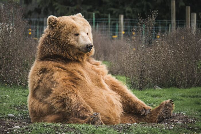 Bear sitting in the field