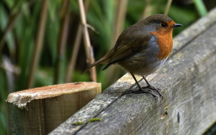 Bird perched on a fence