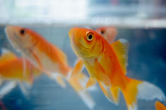 goldfish swimming
