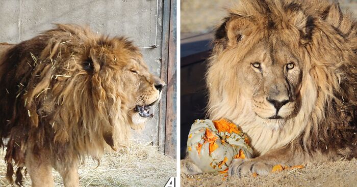 Meet Ruben, A Lion Rescued From 6 Years Of Solitary Confinement In An Abandoned Zoo