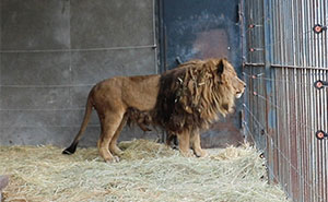 Meet Ruben, A Lion Rescued From 6 Years Of Solitary Confinement In An Abandoned Zoo In Armenia