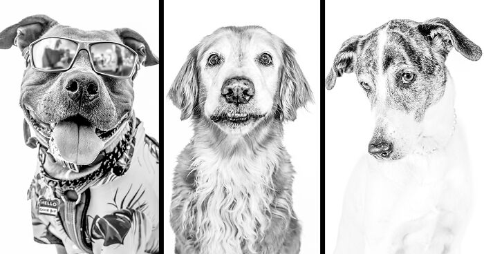I Love To Photograph Dogs In Black And White, And Here Are My 18 Best Shots