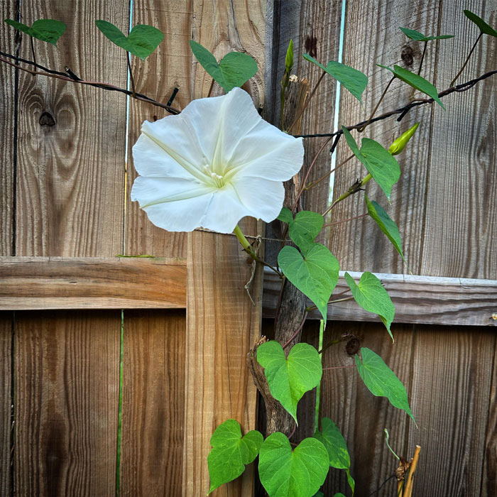 Moonflower growing on the wooden gateway 