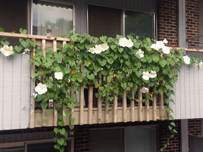 Moonflower growing with trellis support