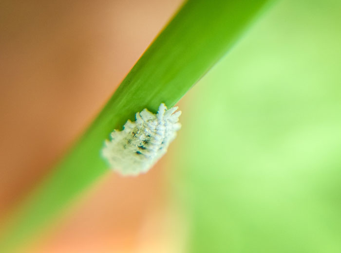 Mealybugs on the leaf 