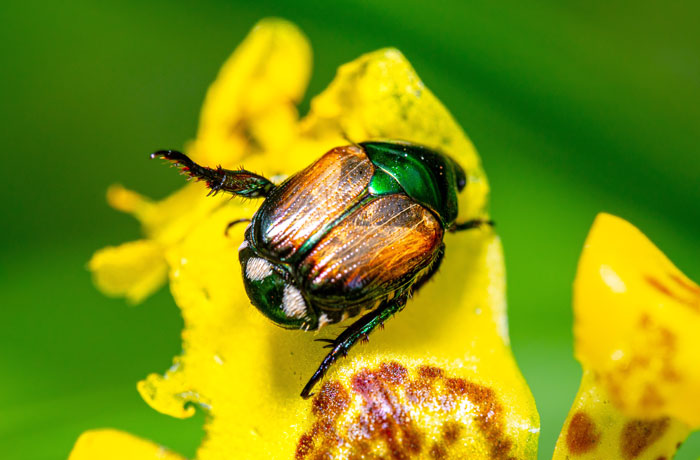 Japanese Beetle on the yellow flower 