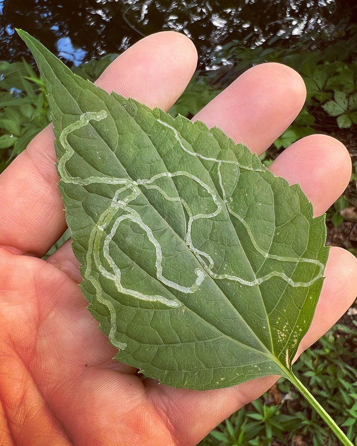 Liriomyza eupatoriella’s leaf mines