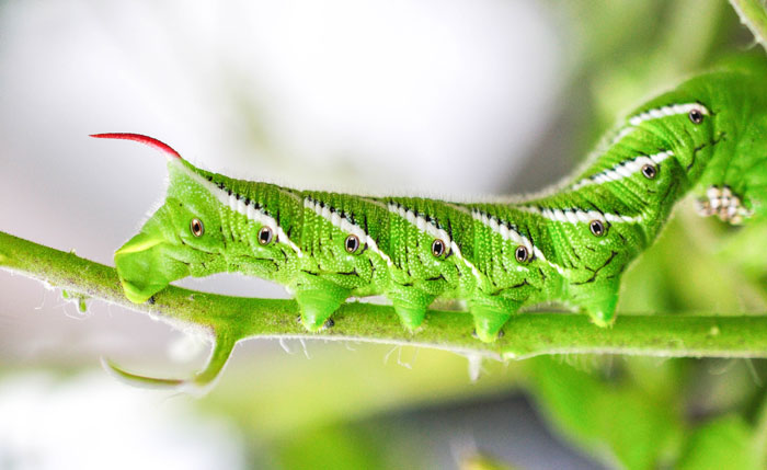 A green Hornworms sitting on the top of a plant 