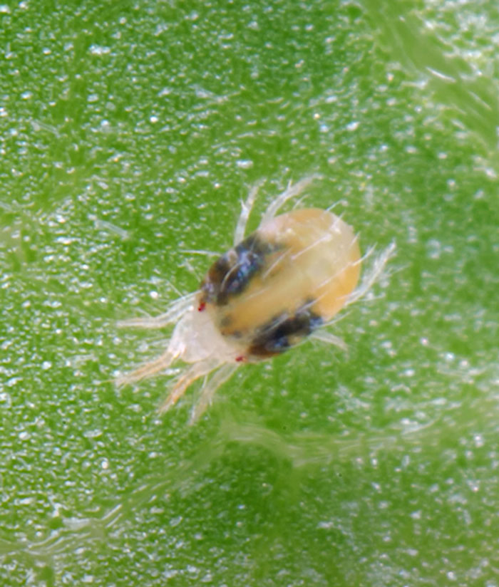 Spider Mite on the green leaf 