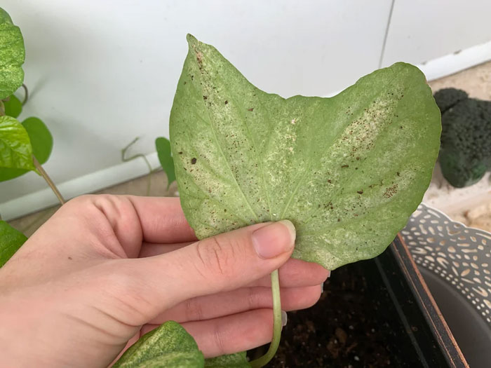 Moonflower's leaf with black dots 