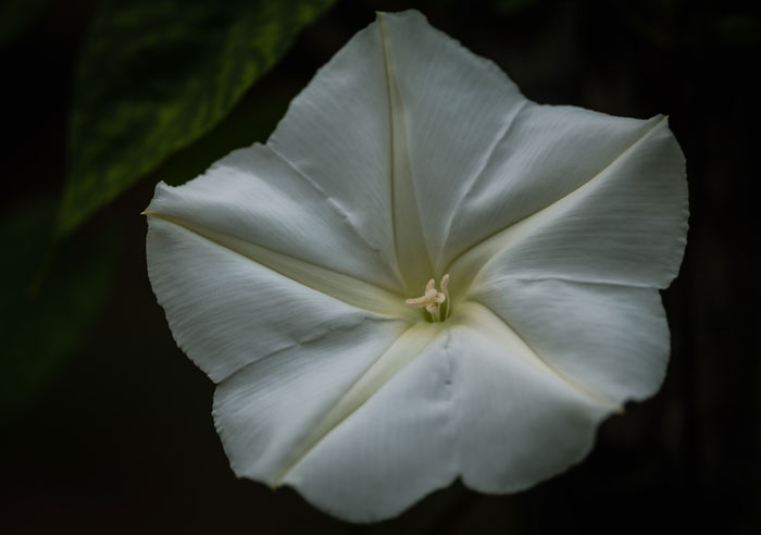 Moonflower's white petals