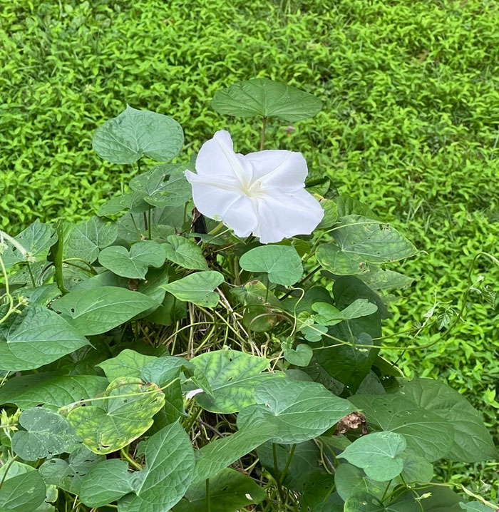White Moonflower 