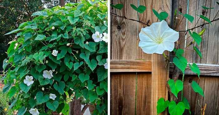 The Comprehensive Guide to Planting and Caring for A Moonflower