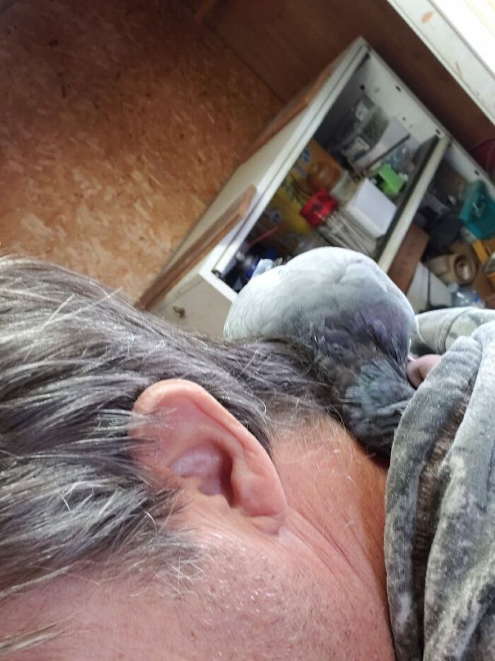 Pet Pigeon #2, When It Is Nap Time, She Would Go Onto The Back Of My Boyfriends Neck/Hoodie And Have A Nap! Rip Girdie