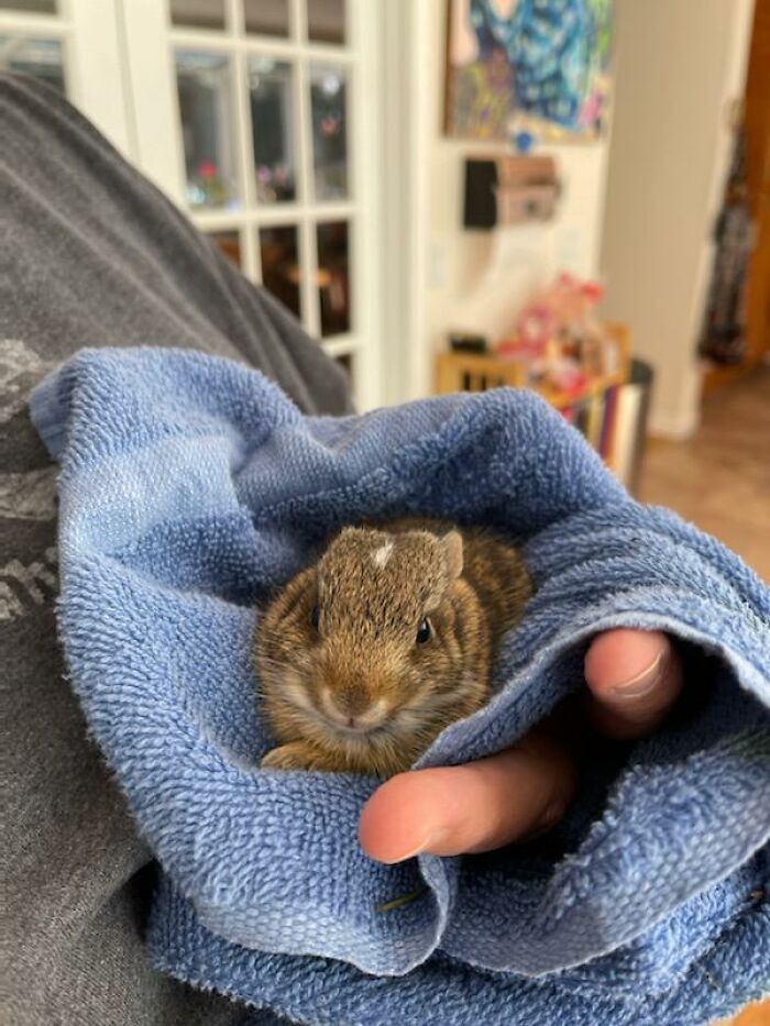 A Baby Rabbit Saved From The Swimming Pool
