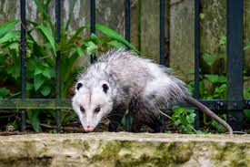 oppossum-6509e819a7462.jpg