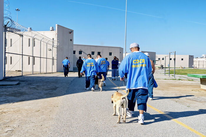 I Photographed Shelter Dogs In Training In A Maximum Security Prison