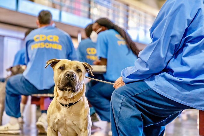 I Photographed Shelter Dogs In Training In A Maximum Security Prison