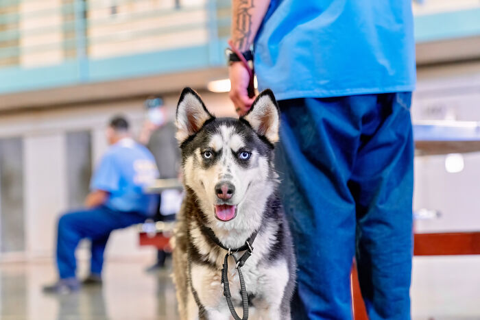 I Photographed Shelter Dogs In Training In A Maximum Security Prison I Photographed Shelter Dogs In Training In A Maximum Security Prison