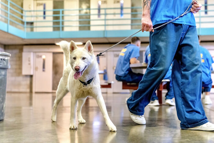 I Photographed Shelter Dogs In Training In A Maximum Security Prison