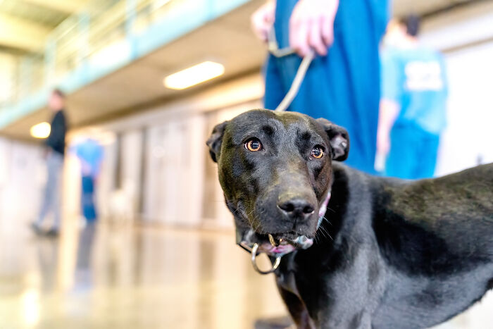 I Photographed Shelter Dogs In Training In A Maximum Security Prison I Photographed Shelter Dogs In Training In A Maximum Security Prison