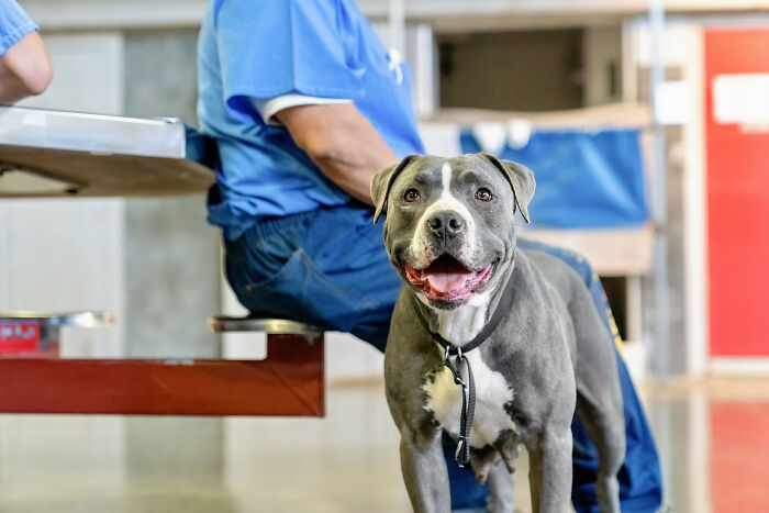 I Photographed Shelter Dogs In Training In A Maximum Security Prison I Photographed Shelter Dogs In Training In A Maximum Security Prison
