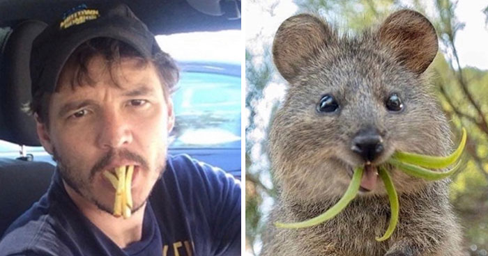 ‘X’ User Makes A Thread That Shows Pedro Pascal With Matching Quokkas And Mushrooms, And It’s Hilariously Accurate (22 Pics)