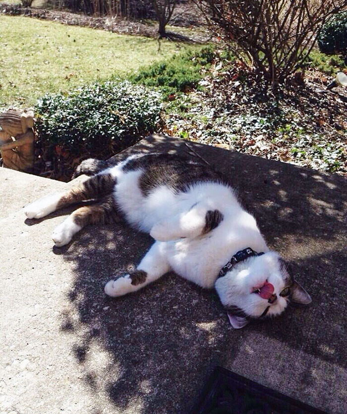 My Cat Probably Spends 99% Of Summer In This Exact Position In The Shade
