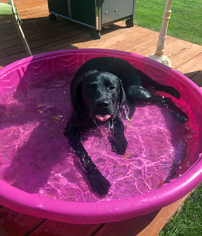 That's My Pool But Not My Dog