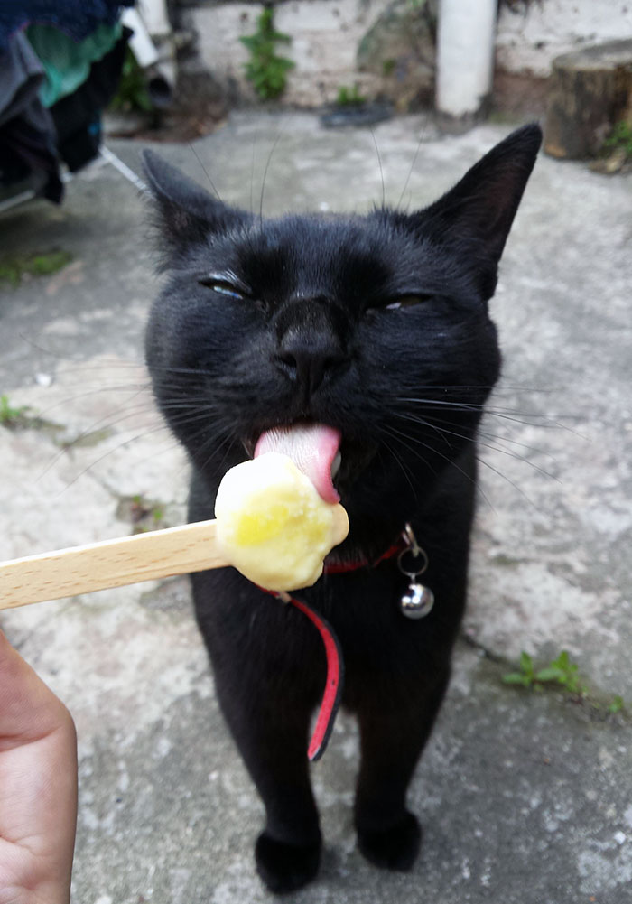 Shadow Enjoys Robbing A Few Licks Of My Ice Lolly On A Hot Day