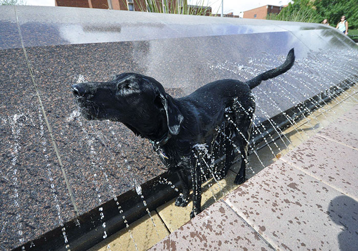 How My Dog Stays Cool On A Hot Day In Tucson At The University Of Arizona