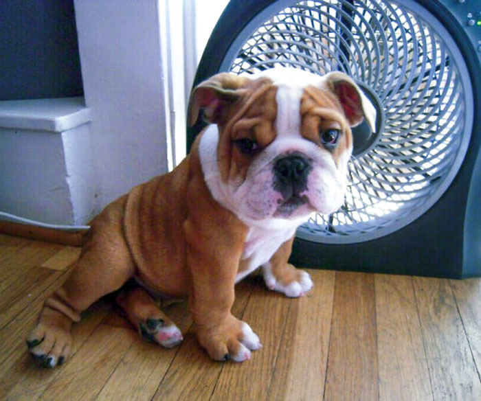 This Is Harold. He Just Discovered That Fans Are Great When It's Too Hot Out