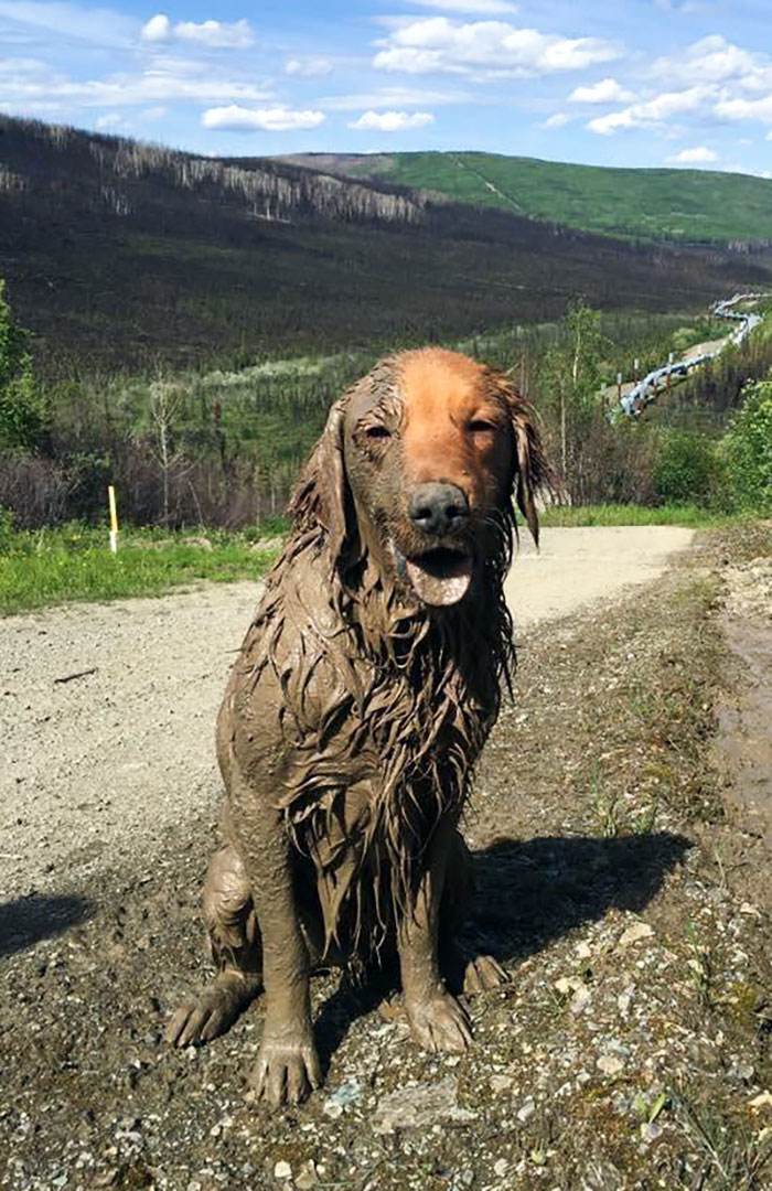 My Golden Retriever Decided To Cool Off In The Mud While We Were Hiking. He Had Many Baths After That