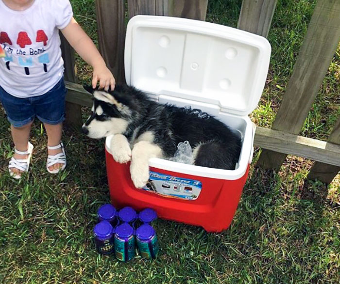 My Friend's Puppy Got Hot On The Fourth Of July, So He Cooled Down In The Ice Chest