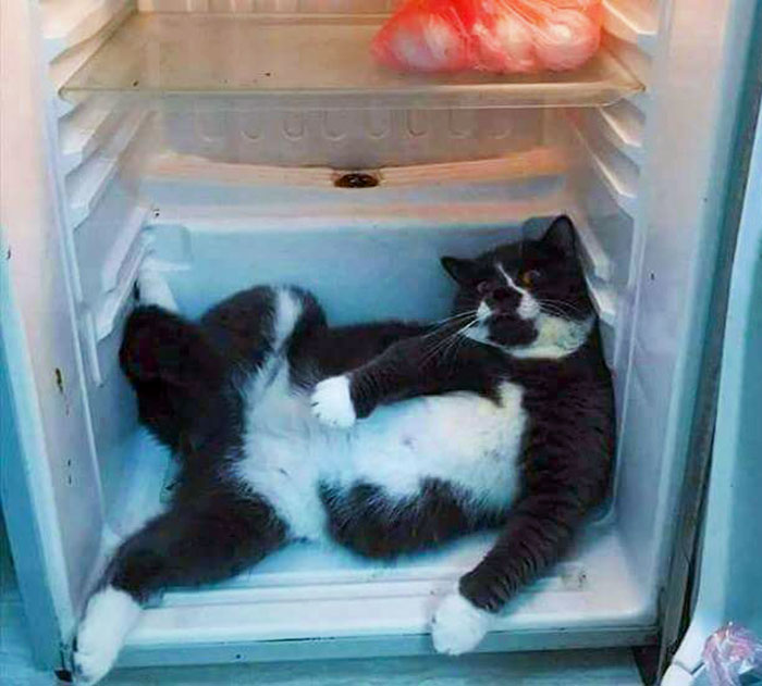 The Cat In The Fridge Trying To Cool Off