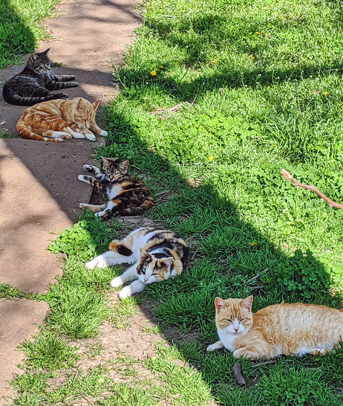 Kitties Sitting In The Shade