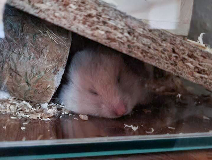 Sleeping Ham. It's Super Hot At The Moment, So She Found The Coolest Place For A Snooze