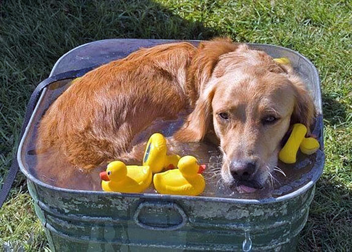 Just Cooling Off During This Heat Wave