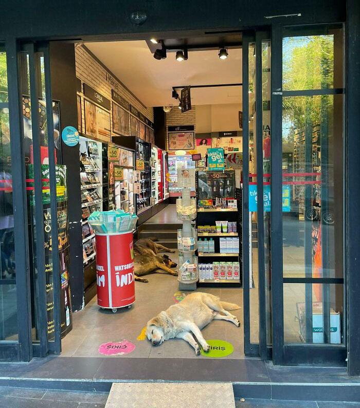 Shop Owner Lets Stray Dogs Sleep In His Store So They Could Cool Down During Hot Weather