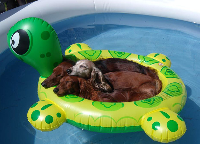 Just Three Wieners In A Floaty On A Hot Summer Day