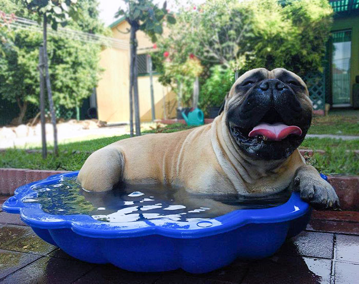 He Can't Stand The Heat, But His Tiny Pool Makes Him Happy