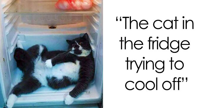 50 Cute Pets That Tried Paw And Tail To Escape Summer Heat