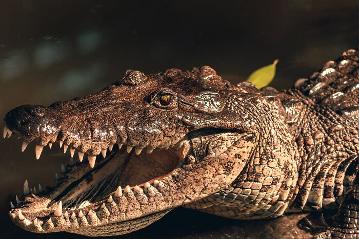 69 Of The Most Fascinating Crocodile Facts