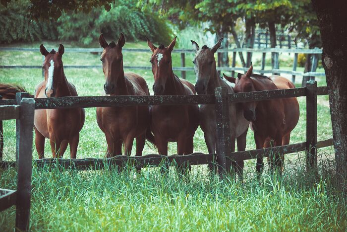 Group Of Horses Near A Fence 