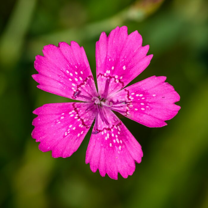 Close up of a maiden pink flower Close up of a maiden pink flower