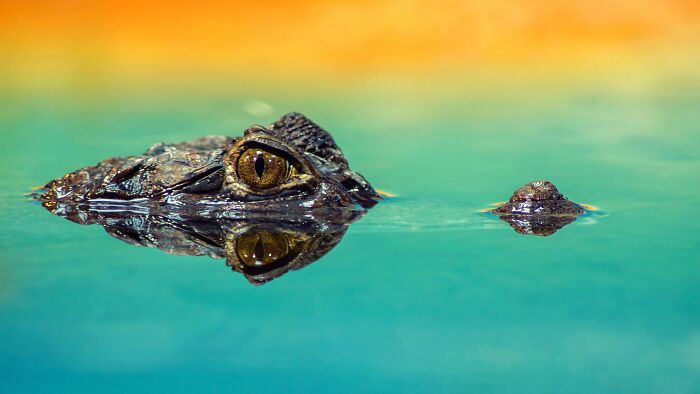 69 Of The Most Fascinating Crocodile Facts
