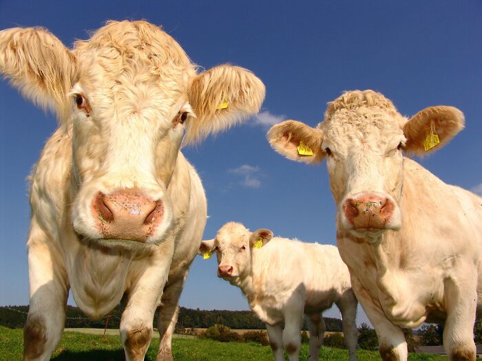Three Cows In Field Under Clear Blue Sky