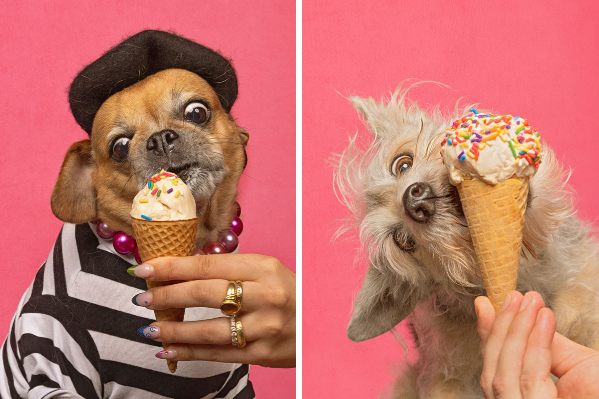 dog eating ice cream