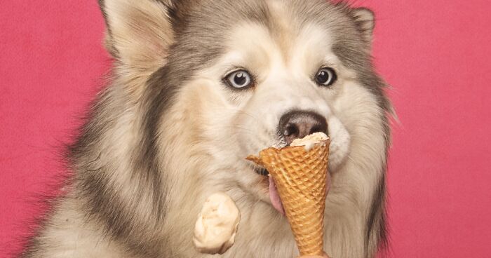 I Photographed Dogs Eating Ice Cream Cones And These Pictures Might Melt Your Heart (21 Pics)